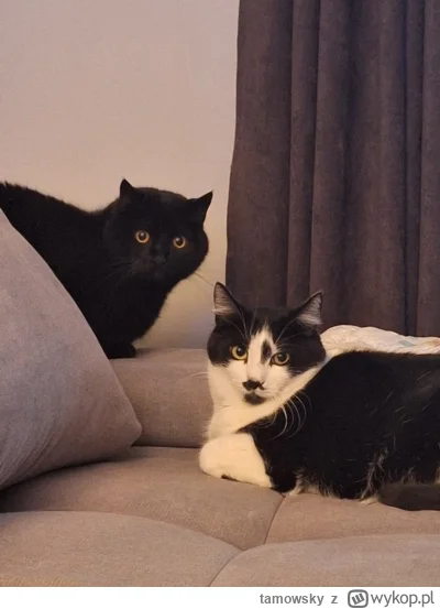 tamowsky - #pokazkota #koty