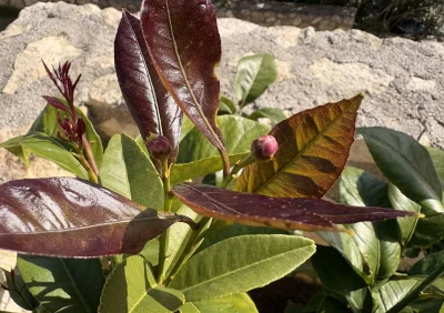 asdfghjkl - Ze dwa dni do otwarcia pierwszych kwiatów na cytrynie (｡◕‿‿◕｡) #legancko ...