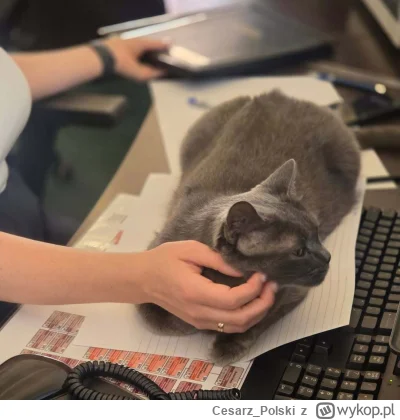 Cesarz_Polski - #kotekwrocek #wroclaw