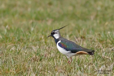 Lifelike - Czajka (Vanellus vanellus)
Głos
Autor
#photoexplorer #fotografia #ornitolo...