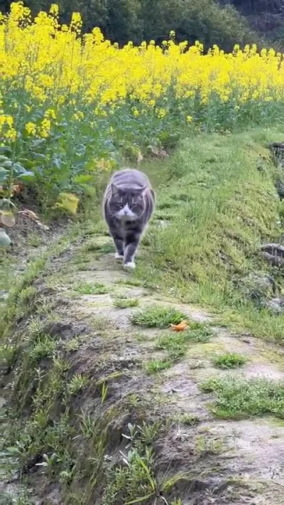 japaapa - Kot pośpieszny vs kot regio
#koty #smiesznekotki