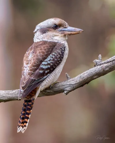 Lifelike - Kukabura chichotliwa, łowiec olbrzymi (Dacelo novaeguineae)
Autor
#photoex...