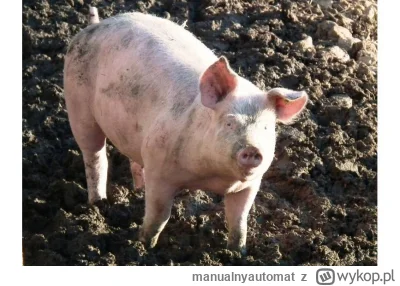 manualnyautomat - @manualnyautomat tymczasem to ponadprzeciętnie czyste zwierzę ( ͡° ...