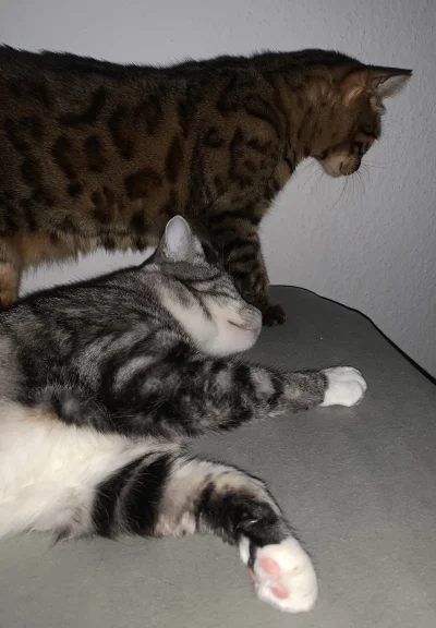 Lujdziarski - Bero wstawaj słyszysz #dziarskikacperek #pokazkota