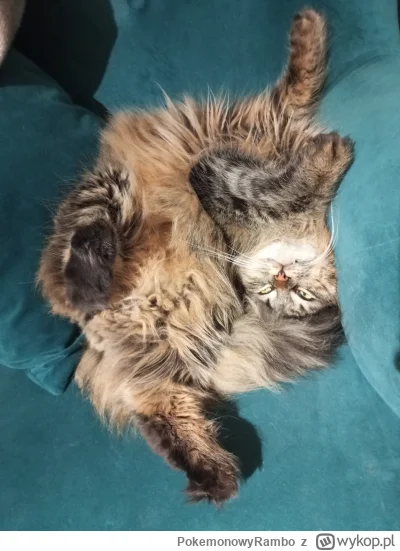 PokemonowyRambo - #pokazkota #koty #dziwnekotki