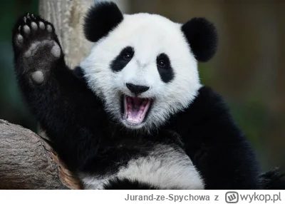 Jurand-ze-Spychowa - Panda linka bezpośredniego