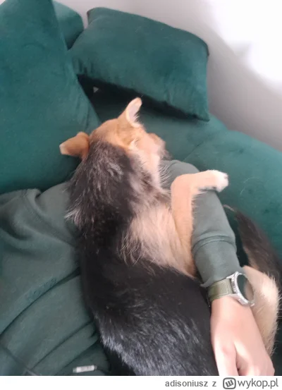 adisoniusz - Ale sie wtula (｡◕‿‿◕｡)