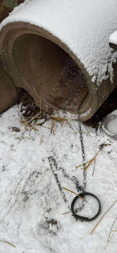 cytmirka - @SwiatOze: Prawda U nas w #otoziaki ostatnio psiak przywiązany na pasku ro...