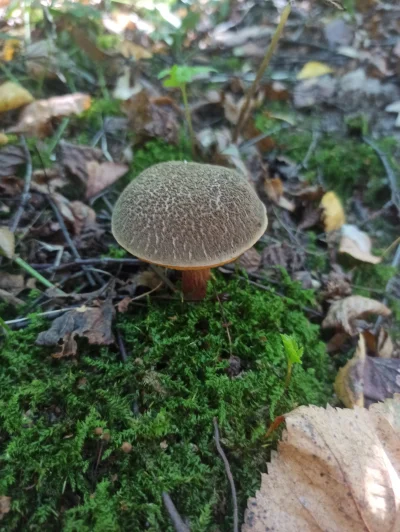 picasssss1 - Grzybek ze starego gaju, pojawia się mnóstwo małych podgrzybków ale zost...