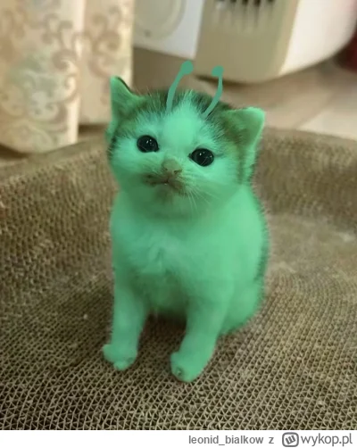 leonidbialkow - @adalovelace: ty siem nie pytaj czy som bo wiadomo że som i właśnie c...