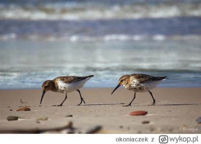 okoniaczek - Miałam okazję być po sezonie letnim w Słowińskim Parku Narodowym. Pusto ...