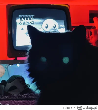 kalee7 - #koty #pokazkota kotka Unitra i w tle też unitra (ʘ‿ʘ)