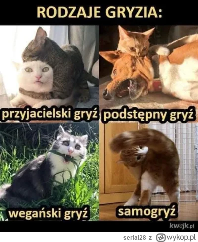 serial28 - #heheszki #smiesznekotki