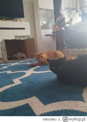 elkoziko - #pokazkota