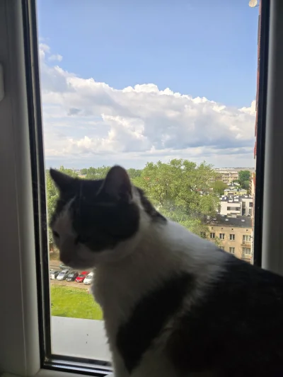 Solsith - #pokazkota #spaslak oddawać słonko(╥﹏╥)