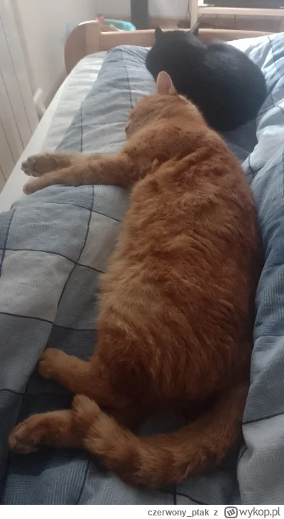 czerwony_ptak - #pokazkota