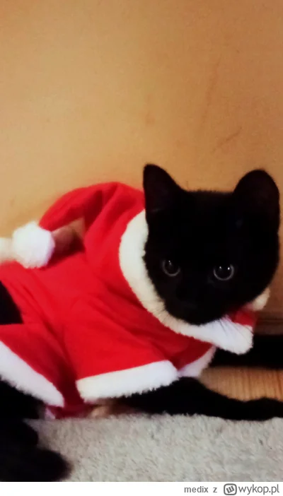 medix - NO FAKEN CO TO? CZARNY SANTA CLAUS???
#pokazkota #koty #kitku  #swieta