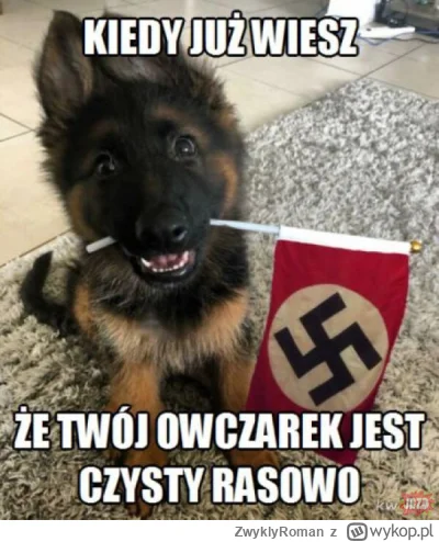 ZwyklyRoman - Zdjęcie bonusowe do tego wpisu na temat owczarków niemieckich uwu (｡◕‿‿...