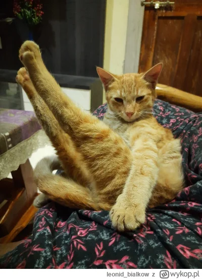 leonid_bialkow - @wfyokyga: cze dla ciebie