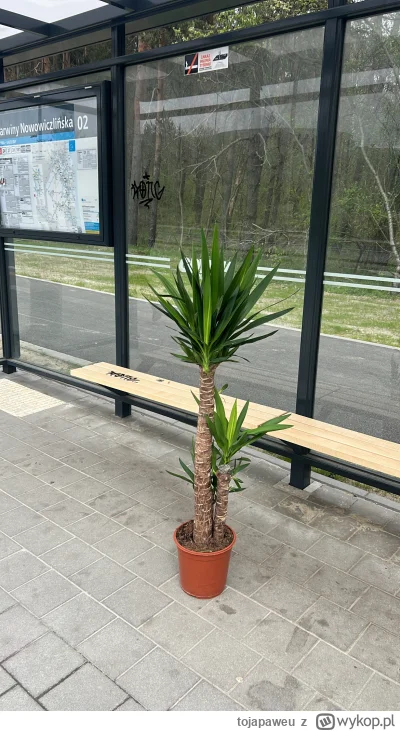 tojapaweu - Będąc na spacerze kupiłem sobie drzewo i czeka je pierwsza w życiu jazda ...