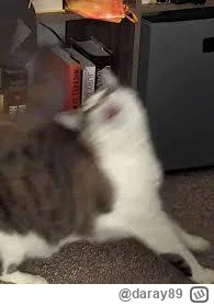 daray89 - #codziennykotopetany #dziwnekotki