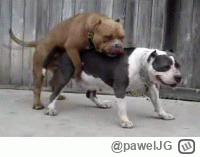 pawelJG - #grubaimanlet #smiesznypiesek #heheszki