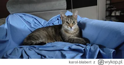 karol-blabert - Ale mam piękna kotkę (｡◕‿‿◕｡)
#koty #pokazkota #kitku