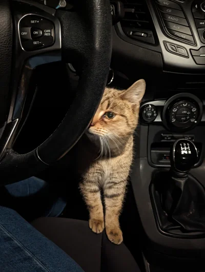 wemnieplywaswiatecznykarp - Jakiś pasażer na gapę mi się wcina w jazdę (｡◕‿‿◕｡)
#koty...
