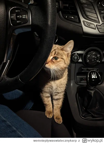 wemnieplywaswiatecznykarp - Jakiś pasażer na gapę mi się wcina w jazdę (｡◕‿‿◕｡)
#koty...
