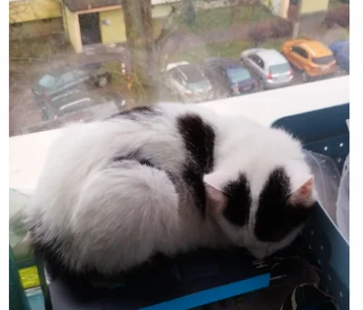 zatracenie_czasu - @Lyryth: oddaj mi kotka!