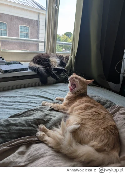 AnnaWojcicka - @Anomalocaracid: mam też rudego, to bracia i on nie jest taki super mi...