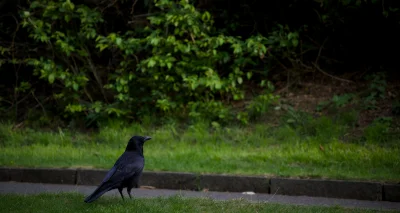 xvprvx - #ptaszkowpis #fotografia