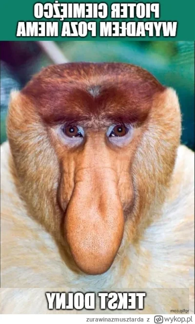 zurawinazmusztarda - pozwólcie mi wrócić do sprawiedliwości
tekst dolny
#konkursnanaj...