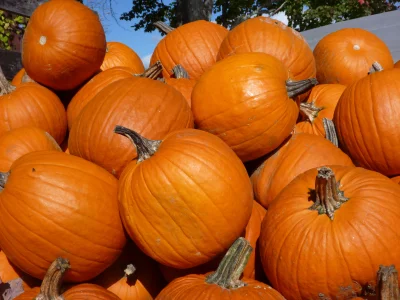 Apaturia - Spożywanie dyni przynosi liczne korzyści zdrowotne. Zawarte w dyni witamin...