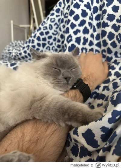 maikeleleq - 1 plusik = 1 minuta snu dla kitku (｡◕‿‿◕｡)
#koty #pokazkota #kitku