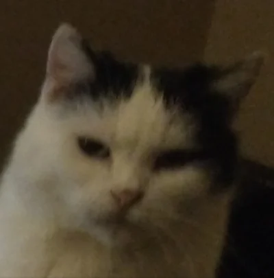 tbhilt - @gackulus (｡◕‿‿◕｡)