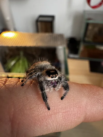 LipaStraszna - Gosia mówi dzień dobry wykopkom ( ͡° ͜ʖ ͡°)

#wykop #pajaki