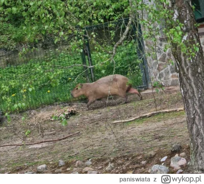 paniswiata - ( ͡° ᴥ ͡°) ale słodziaczek #kapibara #smiesznypiesek #zwierzeta #zwierza...