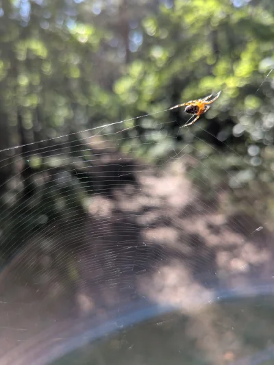 Jurajski_Wedrowiec - Taki jegomość miał pajęczynę nad ścieżka, udało mi się go zostaw...