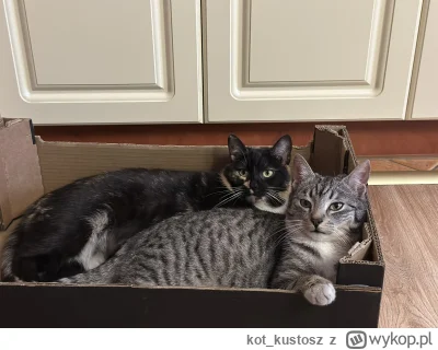 kot_kustosz