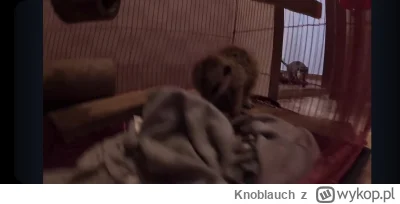 Knoblauch - #raportzpanstwasrodka 
Bej pokazał Tosię ale jakaś ona taka mała.