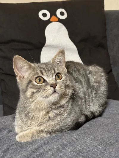 wybryk_natury - #misiafanclub #pokazkota