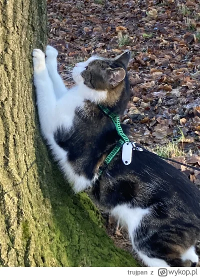 trujpan - #pokazkota #koty