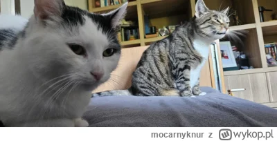 mocarnyknur - @donfallo uwielbiam ją! Mania i Bąbel pozdrawiają