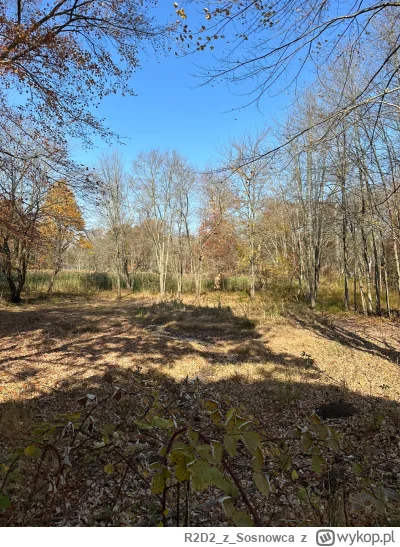 R2D2zSosnowca - Aktualizacja #bagienko Listopad 

#r2d2zwiedza #natura