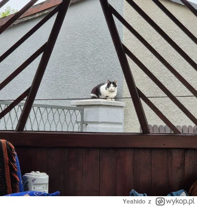 Yeahido - Kot somsiada obserwuje mi halibuta na talerzu. ( ͡° ͜ʖ ͡°)

#koteczkizprzyp...