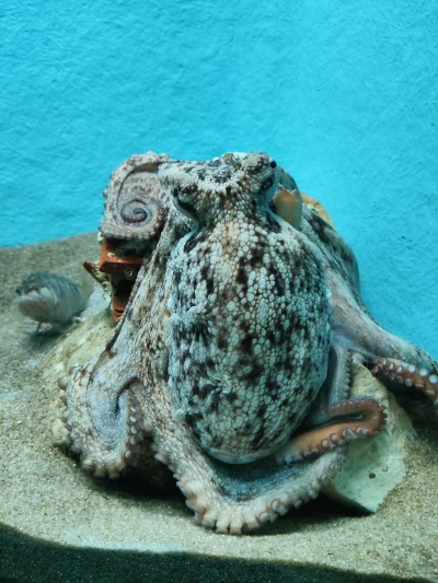 Kotouak - Kurła Pjoter, co żeś naklikał w tym kąkutorze? Jesteśmy teraz w akwarium, s...