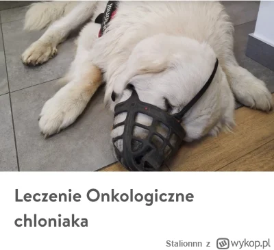 Stalionnn - #pomagajzwykopem #pies 

Na jednej z grup w której jestem  potrzebna jest...