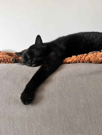 Ytarka - Mam atak cukrzycy (｡◕‿‿◕｡)

#ninjakot
#pokazkota #koty #zwierzaczki #smieszn...