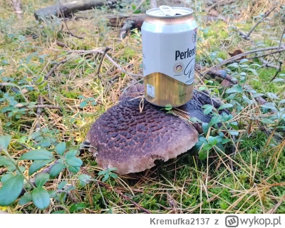 Kremufka2137 - Zbieracie sarniaki? Co z nimi robicie?
Ja ich nigdy nie zbierałem, chy...